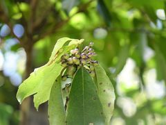 Melicytus macrophyllus