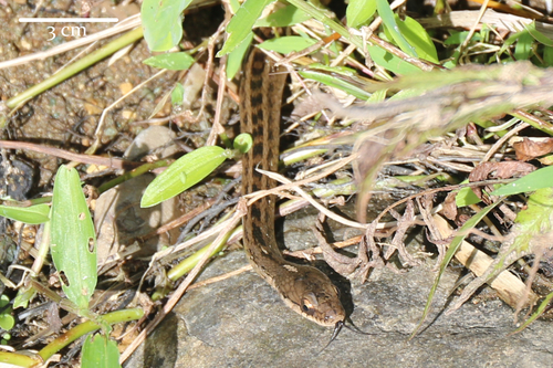 Boie's Keelback