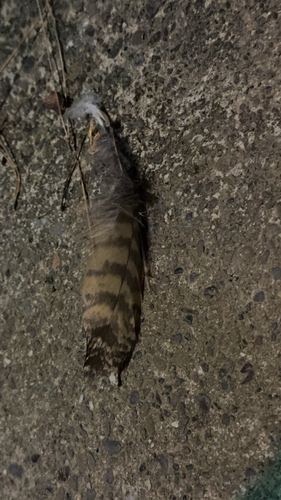 View observation of {o.common_name} on iNaturalist