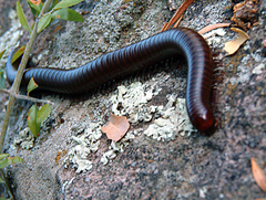 Orthoporus
