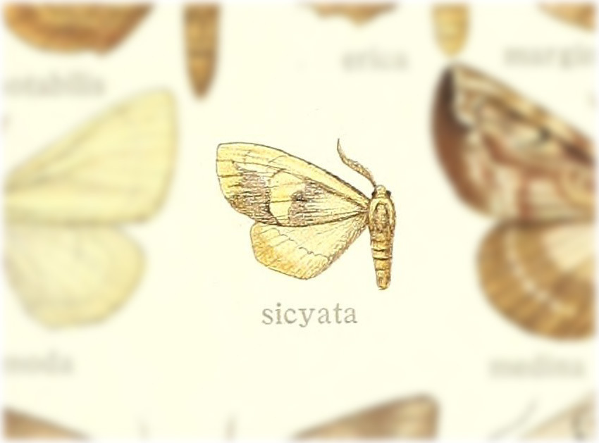 Rolepa sicyata