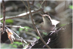 Uropsila leucogastra