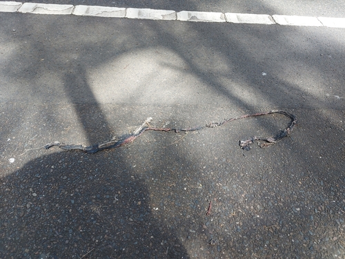 Red-bellied Black Snake sighting