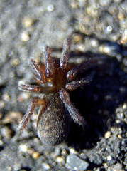 Haplodrassus bicornis