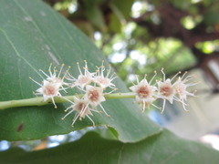 Terminalia catappa