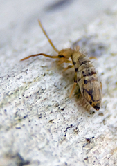 Entomobrya nivalis