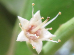 Terminalia catappa