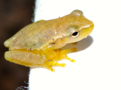 Tlalocohyla smithii