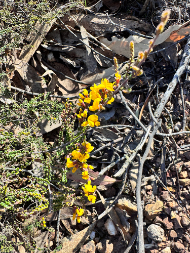 Bossiaea foliosa, 2025-10-23