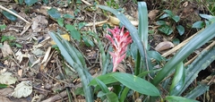 Billbergia pyramidalis