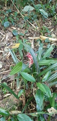 Billbergia pyramidalis