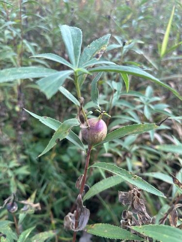 Unknown species found near Stearns County, US-MN, US