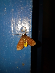Pachydota