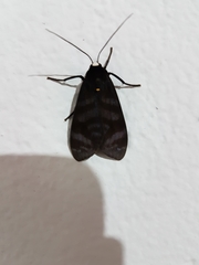 Pachydota