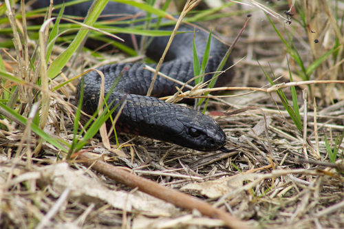 Red-bellied Black Snake sighting