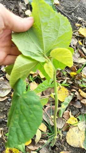 Наблюдение на iNaturalist