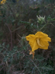 Solanum rostratum