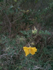 Solanum rostratum