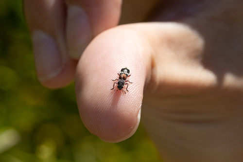 Blackburniella, 2025-10-21