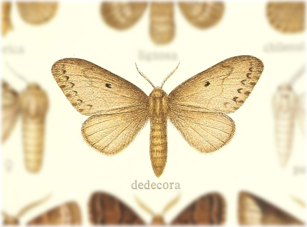 Macromphalia dedecora