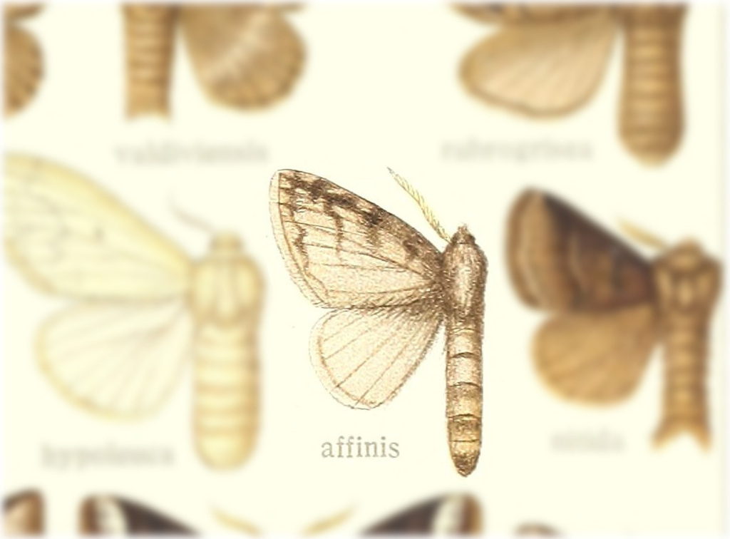 Macromphalia affinis