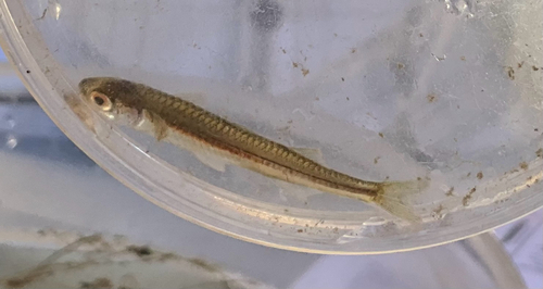 Western hardyhead (Leptatherina wallacei) — Atherinidae — 4