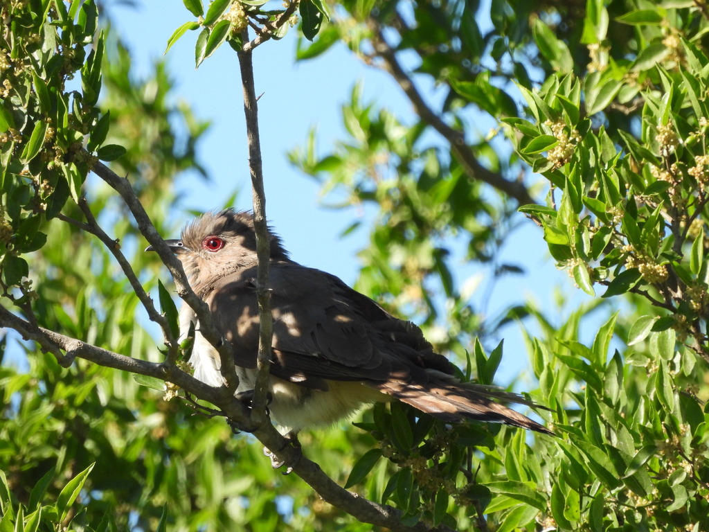 Coccyzus cinereus