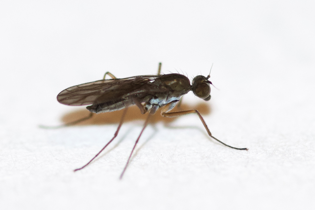 Kowarzia bipunctata