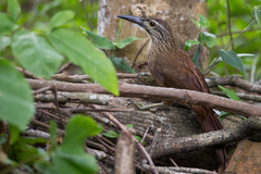 Xiphocolaptes albicollis