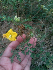 Solanum rostratum