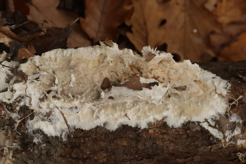 Phanerochaete velutina, 2025-10-19