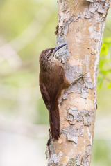 Xiphocolaptes albicollis