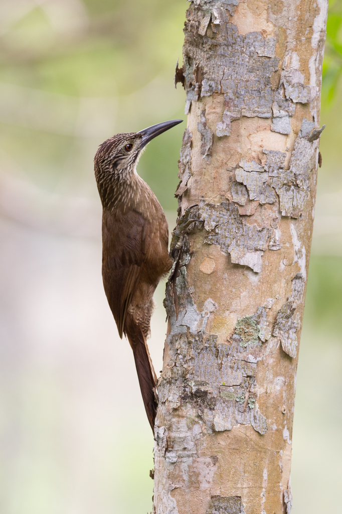 White-throated Woodcreeper photo