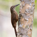 White-throated Woodcreeper - Photo (c) Diogo Luiz, some rights reserved (CC BY-SA), uploaded by Diogo Luiz