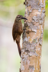 Xiphocolaptes albicollis