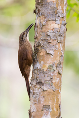 Xiphocolaptes albicollis