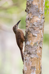 Xiphocolaptes albicollis