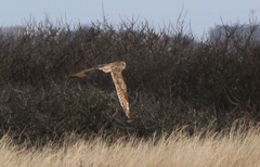 Asio flammeus flammeus