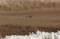 Asio flammeus flammeus