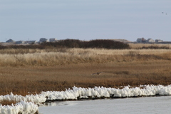 Asio flammeus flammeus