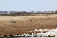 Asio flammeus flammeus