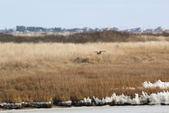 Asio flammeus flammeus