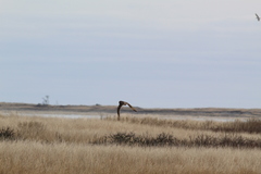 Asio flammeus flammeus