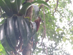 Xiphocolaptes albicollis