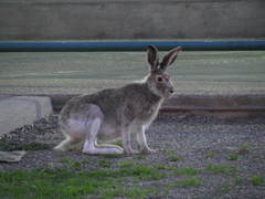 Lepus townsendii