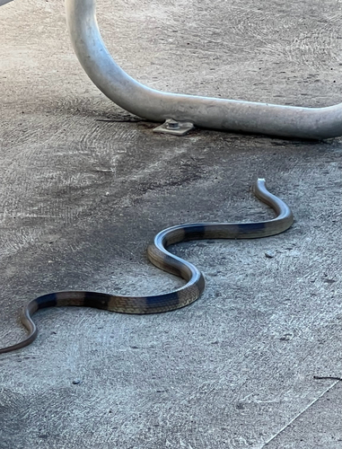 Western Brown Snake sighting
