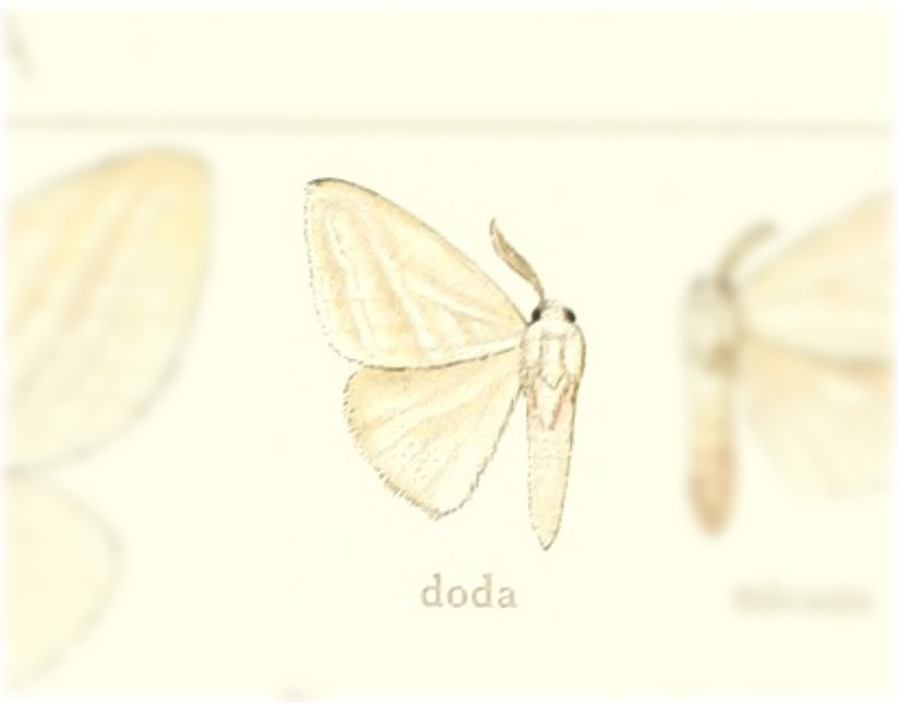 Caviria doda