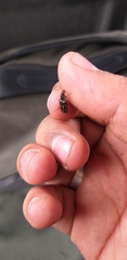 Astylus bourgeoisi