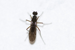 Clinocera