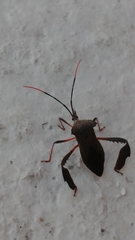 Acanthocephala heissi